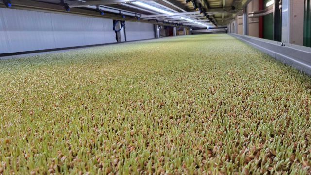 Agrotopia turning seed to high-protein feed
