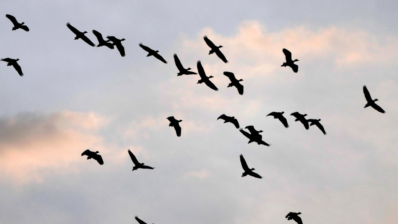 Australia confirms first case of H5N1 bird flu