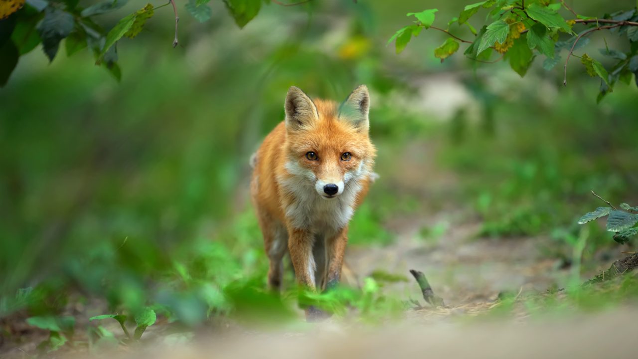 Sinn Féin votes to support ban on fox hunting in Ireland