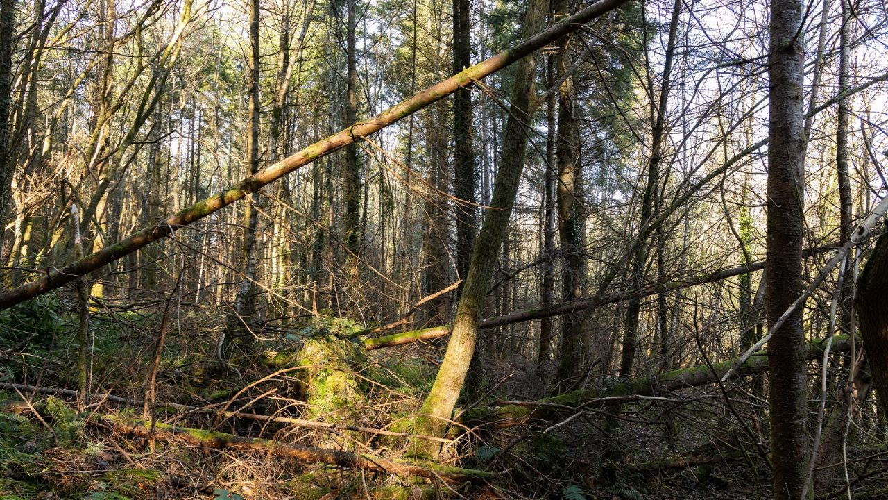 Maximise the return from your windblown timber - Agriland.ie