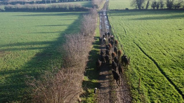 Farmer rearing 170 calves using CBV in calf purchase plan