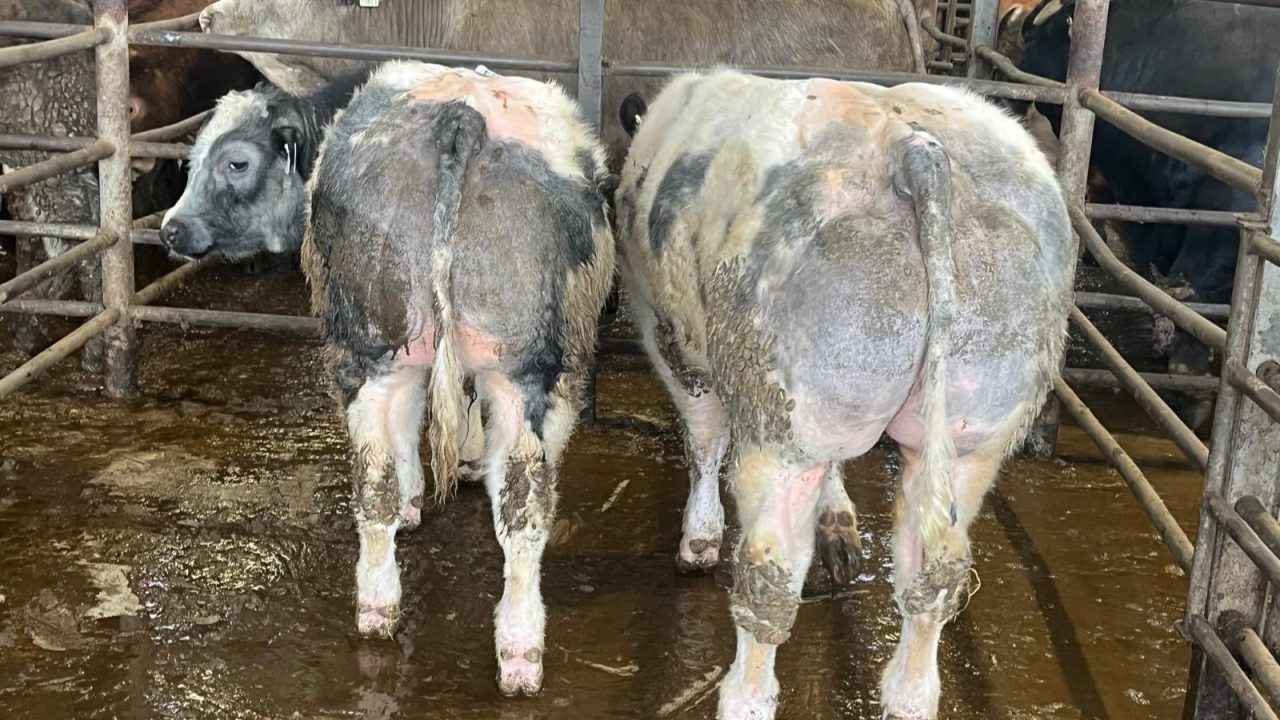 ?Beef is the new dairy’ as €7.41/kg paid for weanling bulls