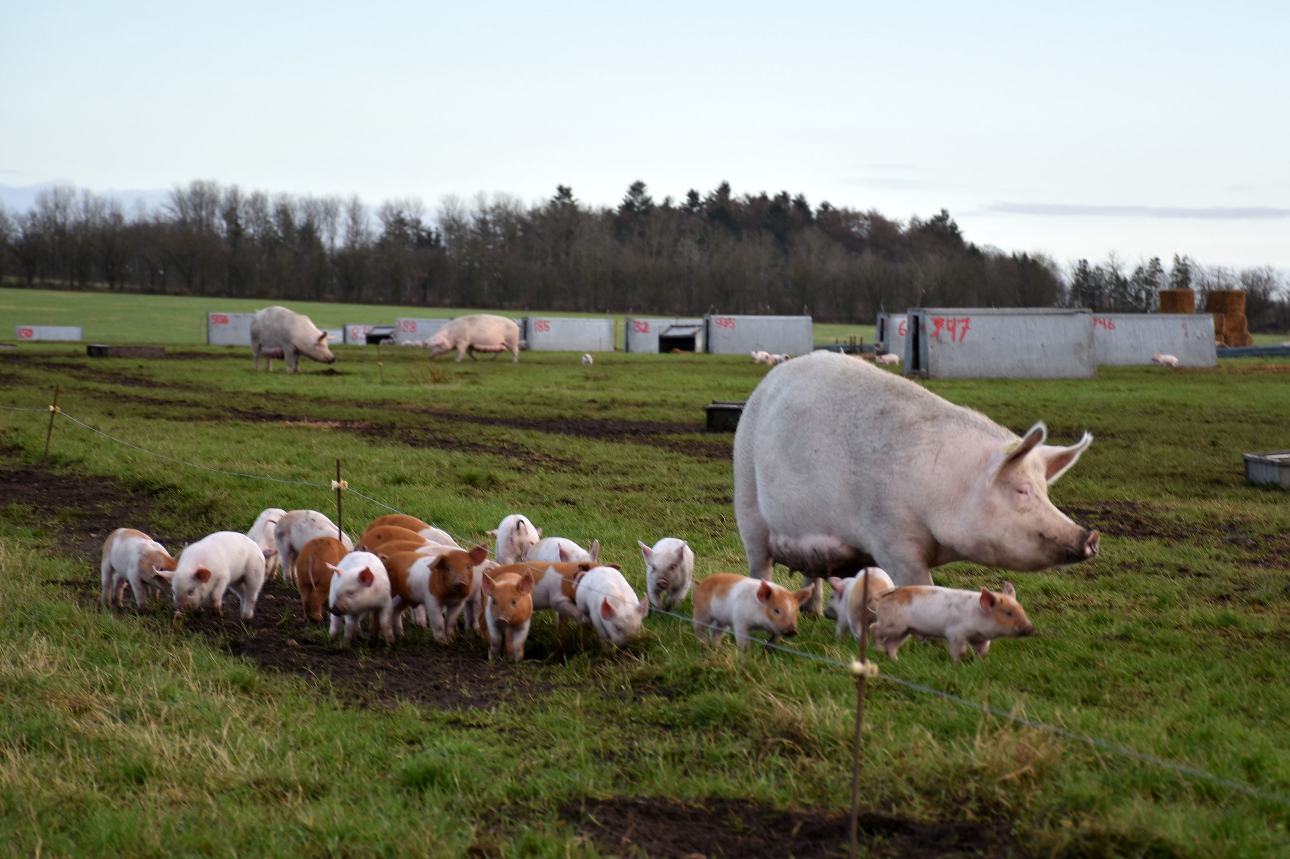 Rearing Pigs Outdoors With No Fear Of ASF In Denmark Agriland ie