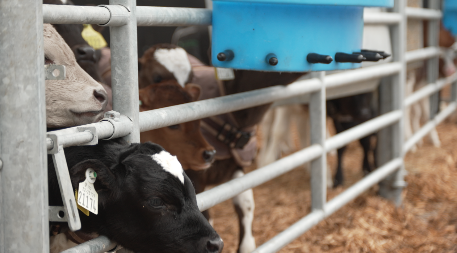 Breeding and rearing a valuable cross-bred bull calf