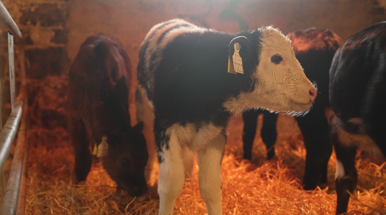 Farming for the Future: Rearing 275 calves in a 'nursery' shed