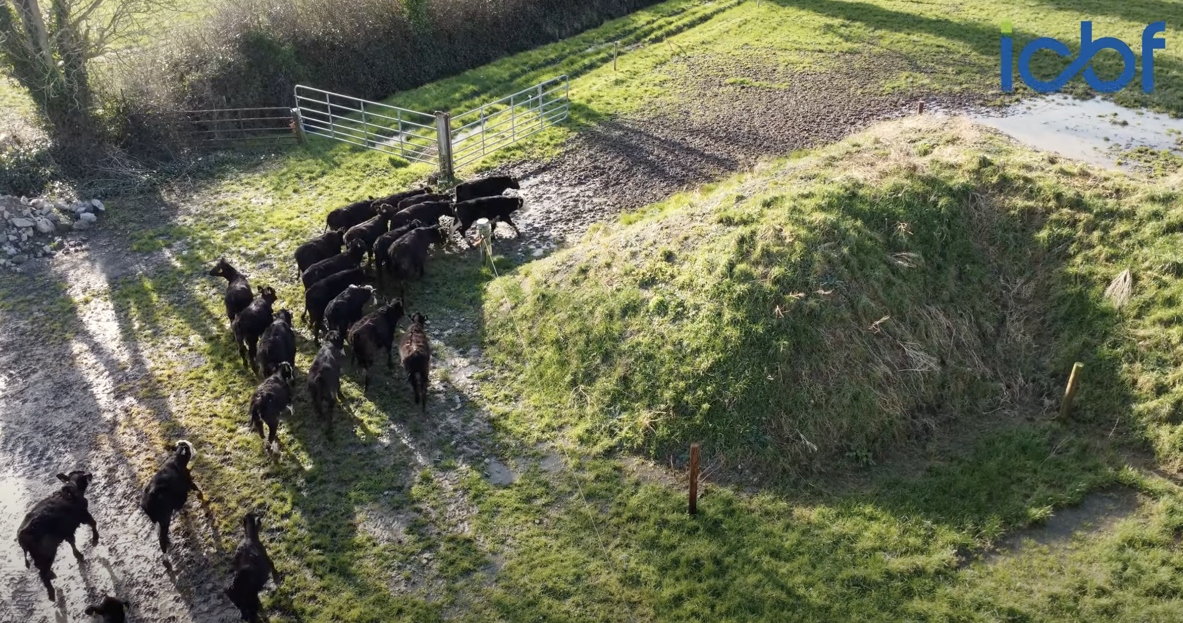 Tipperary beef farmer buying better calves with the help of the CBV