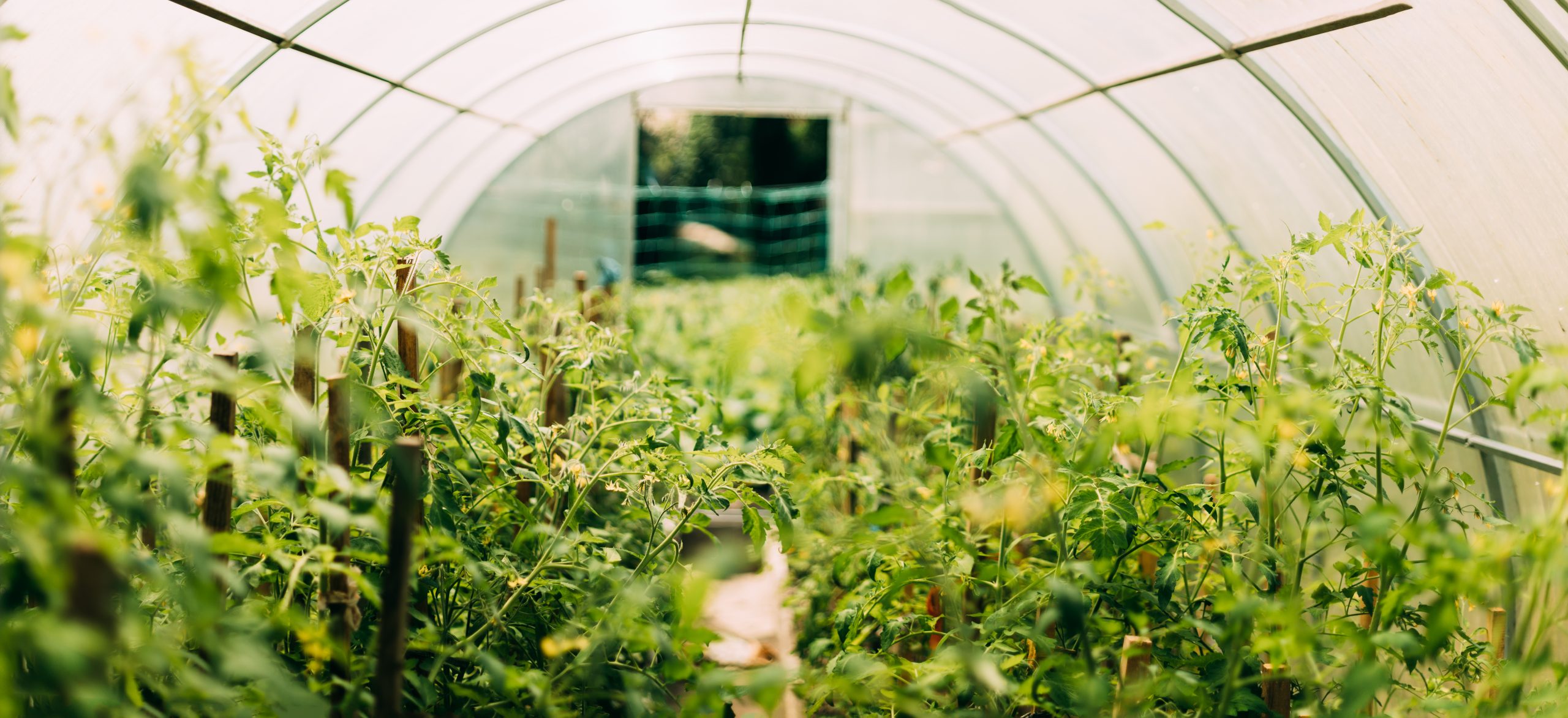 New degree reflects demand for horticulture graduates