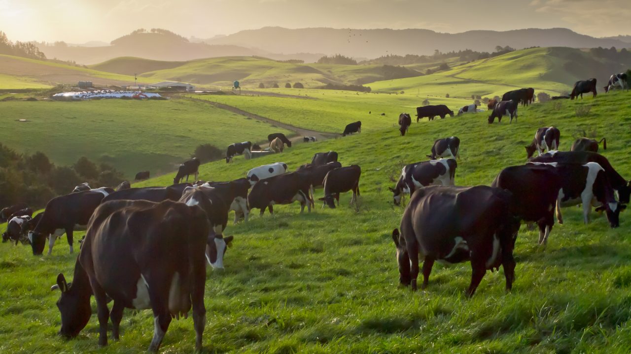 Farm assistant in New Zealand among latest agri-job opportunities