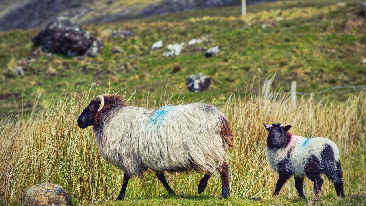 Autumn Flock Care: Protecting Welfare, Productivity, and Performance
