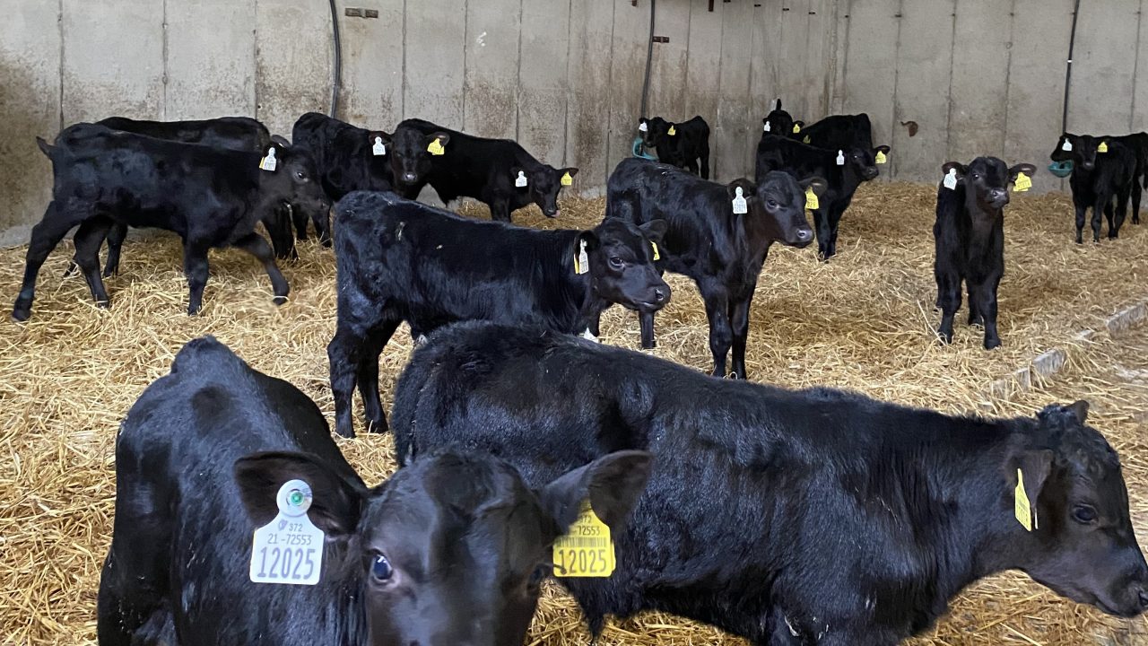 ABP Monitor Farms: Why this farmer is adding rolled oats to calf ration ...