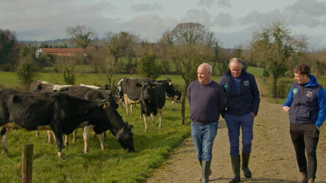 Watch: Cows producing 500kg of solids &amp; quality beef calves in Donegal