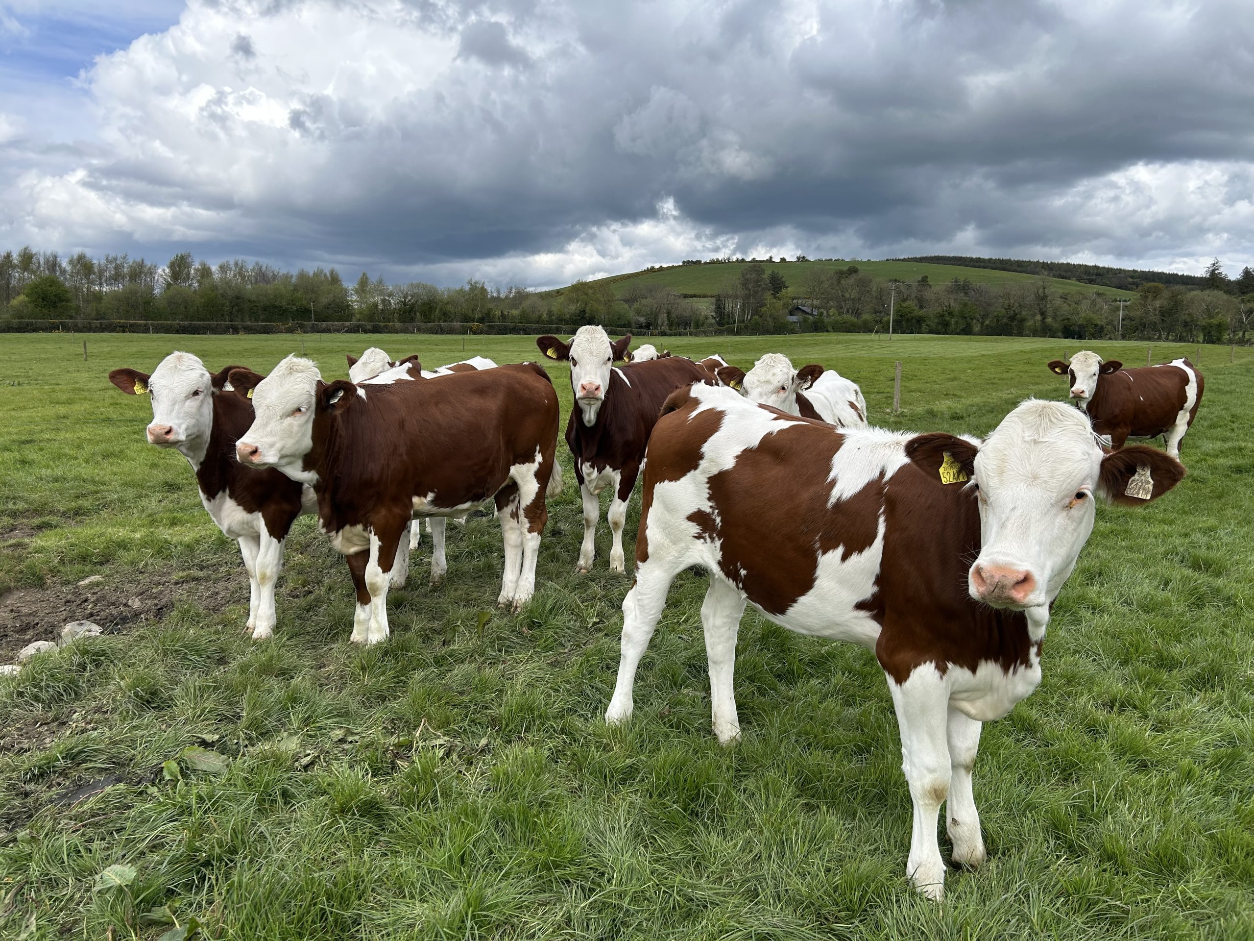 BVD campaign leading to ‘significant reductions’ in antibiotic use