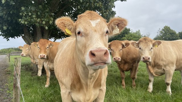 Watch: Behind the Big Mac - Meet the Kilkenny farmer who supplies the beef 