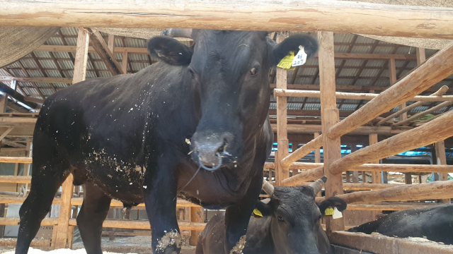 Watch: What makes a Wagyu farm so special?