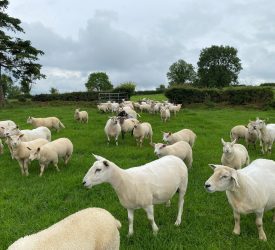Sheep trade: Lamb price steady as cull ewe prices cut 20c/kg