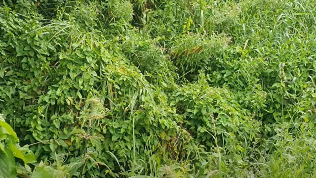Bord na Móna to meet Roscommon farmers over rewetting concerns