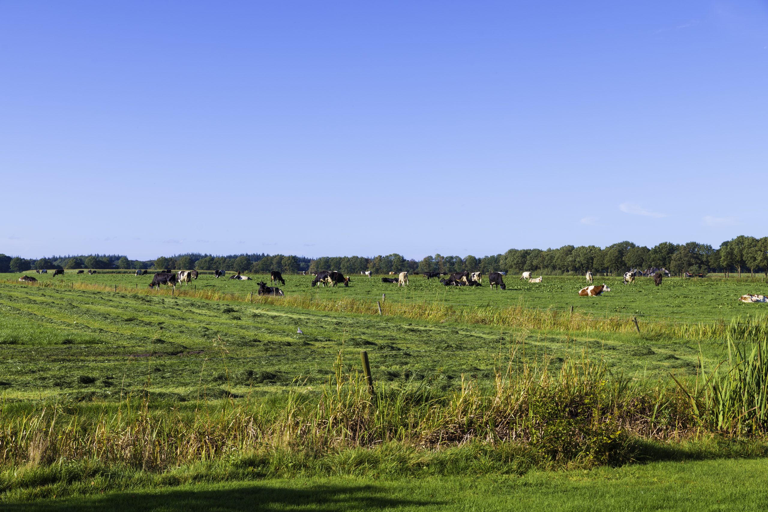 Mercosur approval a ‘betrayal of EU agriculture’ – EMB