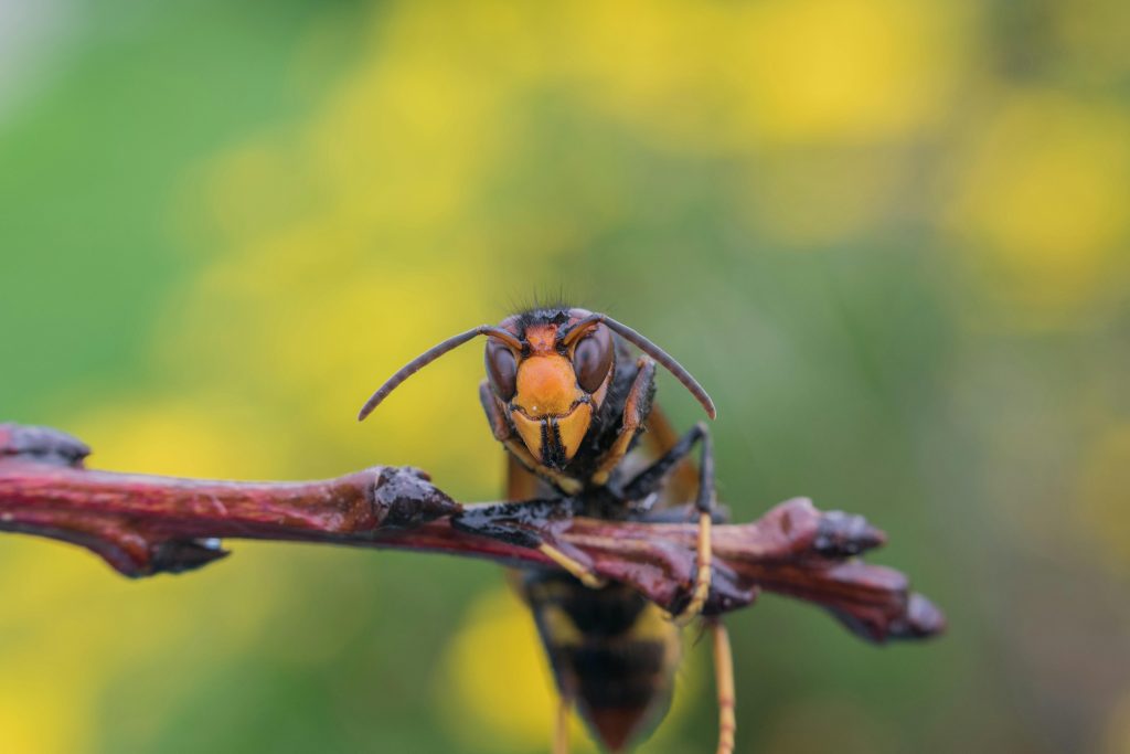 Source: Pexels Free to use Asian Hornet