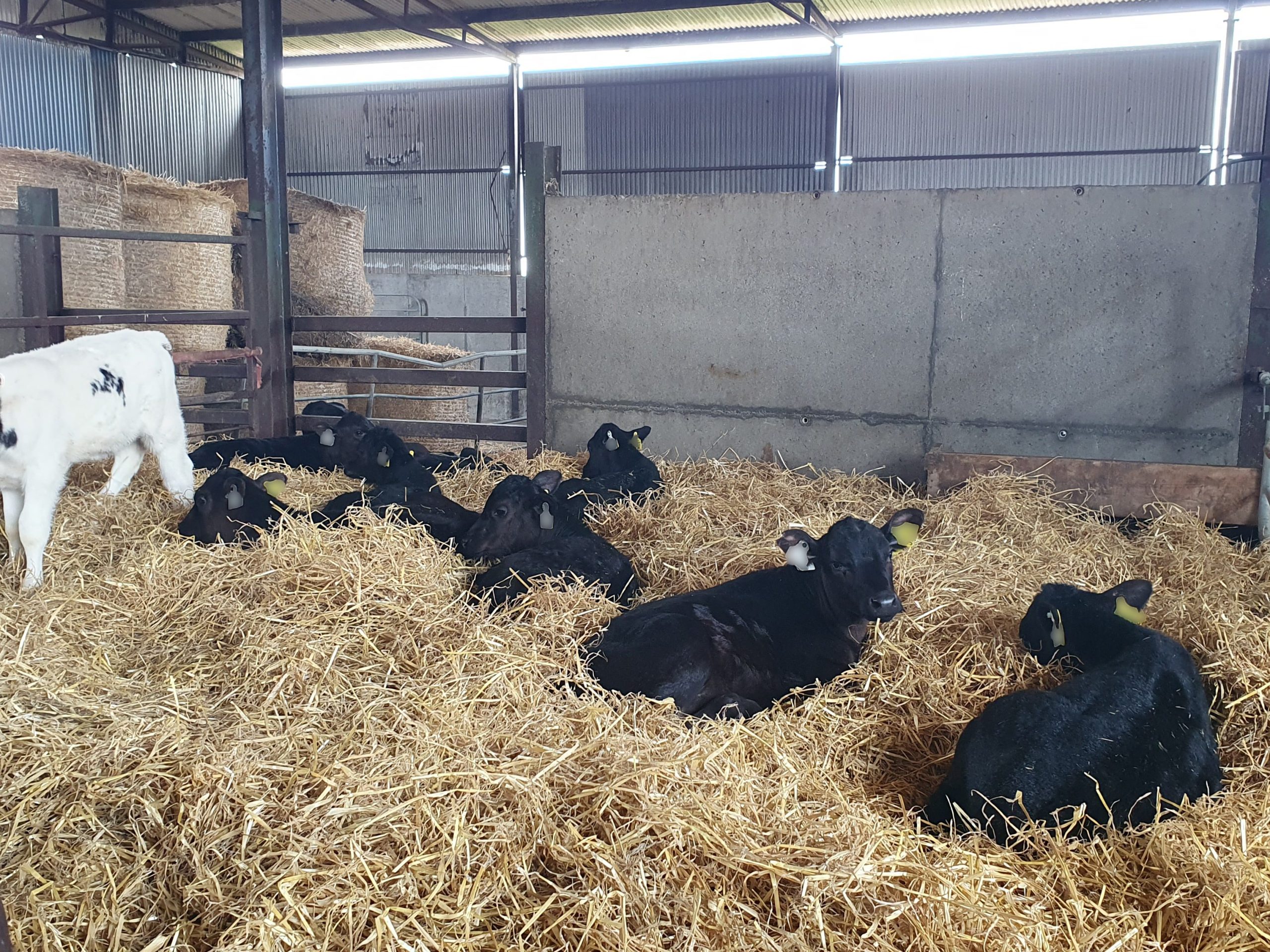 genotyping programme herd health