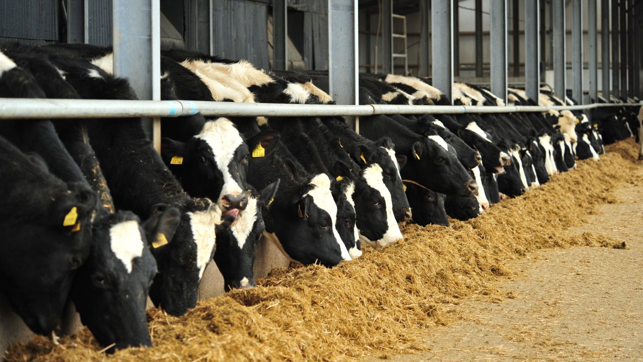 How does feed impact cow performance?