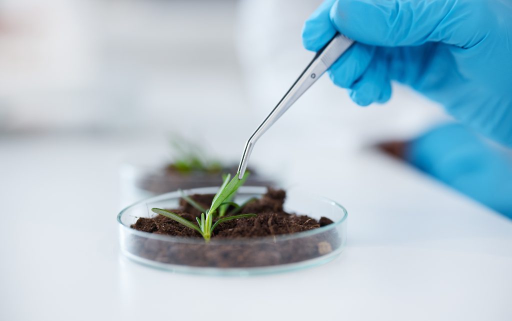 ands, tweezer and science with plant for research, experiment and leaf