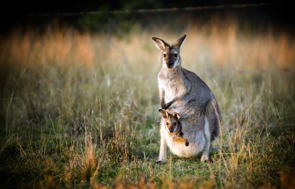 Australian kangaroo with a joey in its pouch at sunset