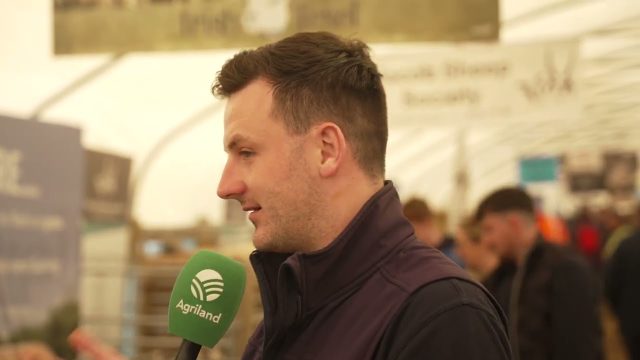 Pedigree sheep breeding showcased at #Ploughing2025
