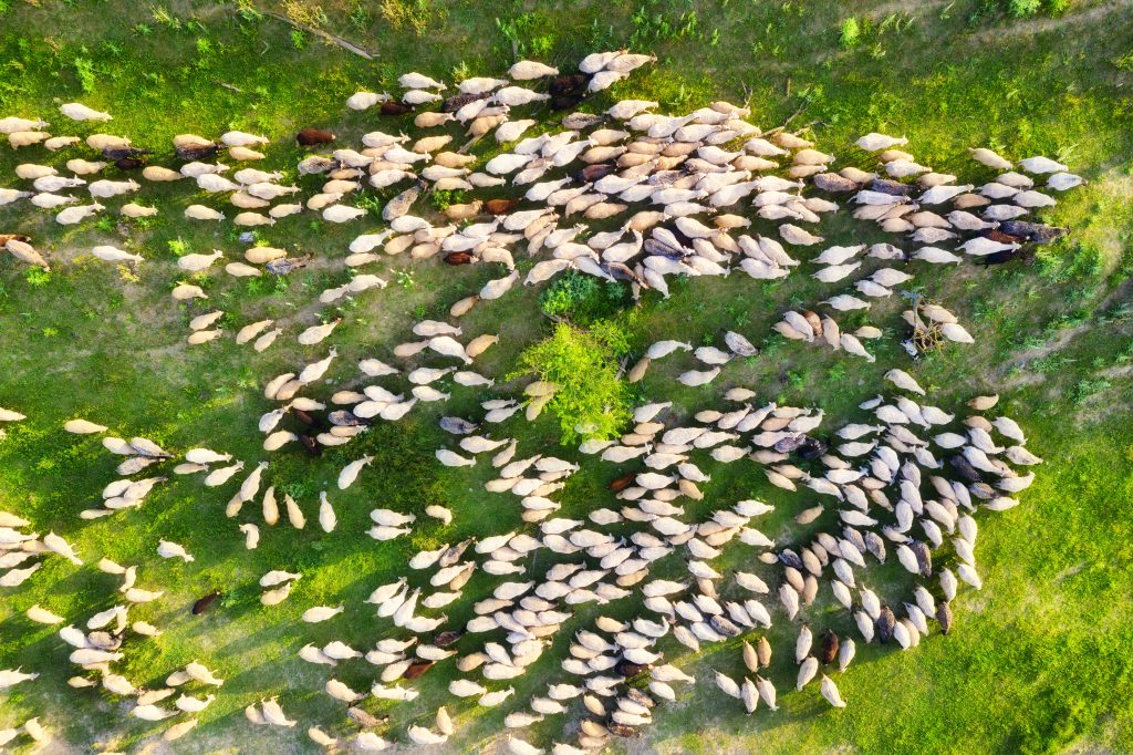 Flock of sheep from the air