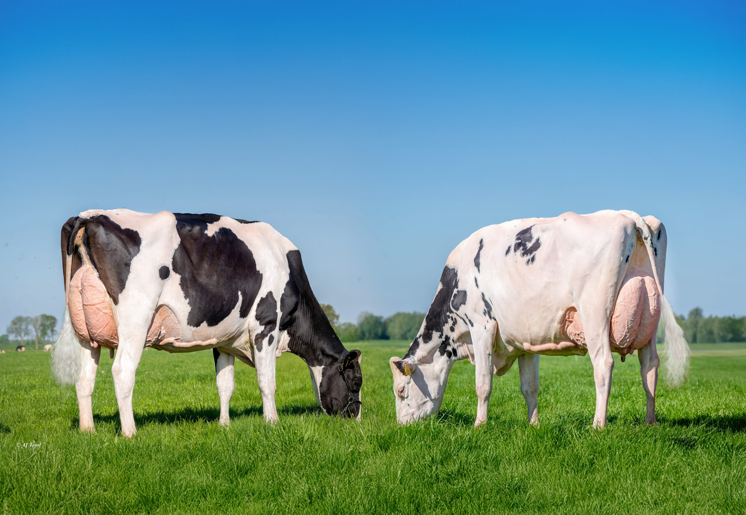 Dunmasc Genetics returns as Platinum Sponsors of AXA National Dairy Show