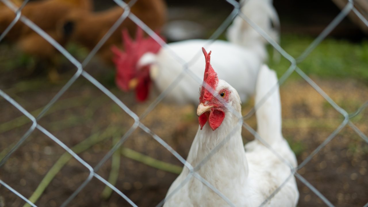 DAFM meat inspection service cost €40m last year
