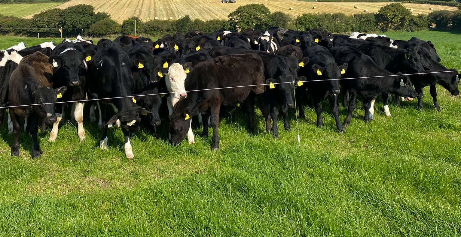 Record 1m calves genotyped in 8 months