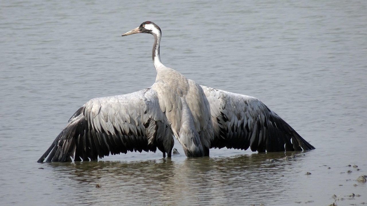 Risk of bird flu outbreaks rises across Europe as virus hits migrating ...