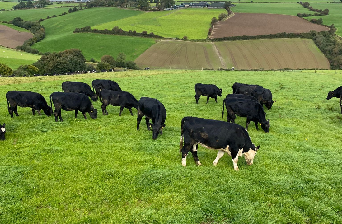 Grazing advice: Taking paddocks out for silage when weather allows