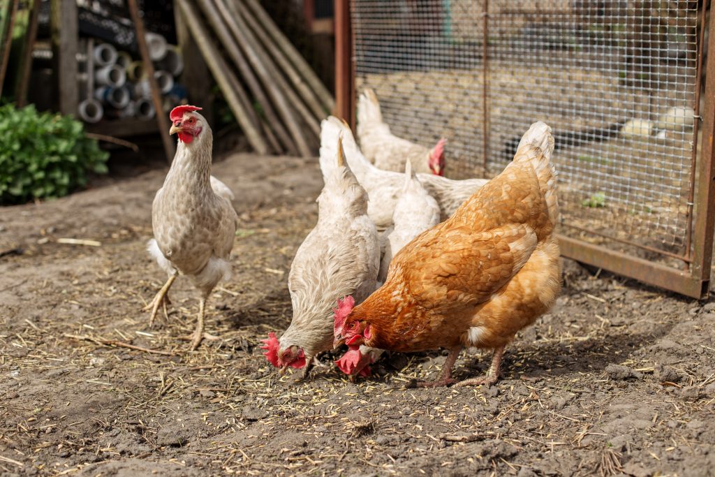 Poultry in a farmyard