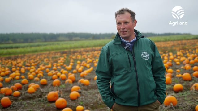 Pumpkin picking at Joe's Farm in Cork