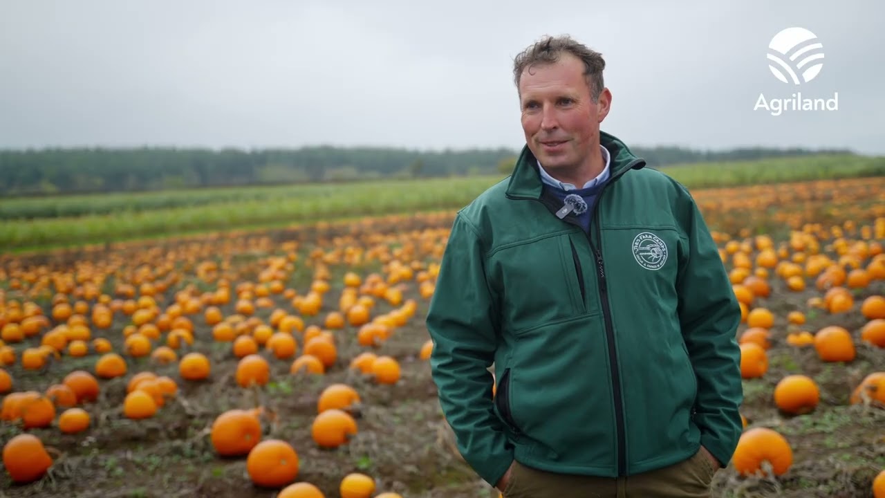 Pumpkin picking at Joe's Farm in Cork