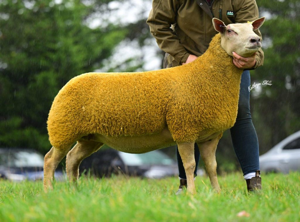 The in-lamb shearling ewe from the McAllister family that sold for 2,000gns