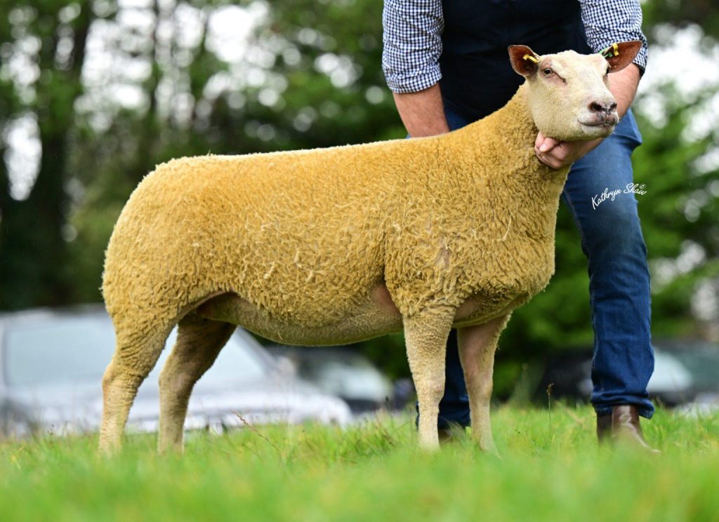 In-lamb shearling ewe from the Aghavilly flock that sold for 2,200gns