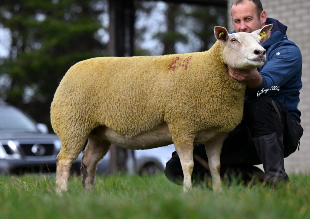 The top priced in-lamb shearling ewe from George and Jason Booth that sold for 2,800gns