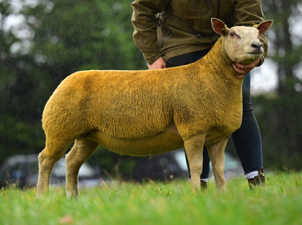The Springhill ewe lamb that sold for 2,800gns.