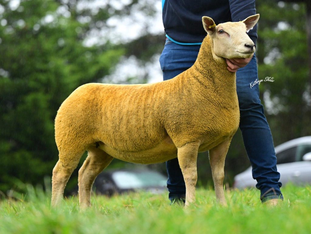 The second highest priced ewe lamb that sold for 4,400gns was also from the Springhill flock. 