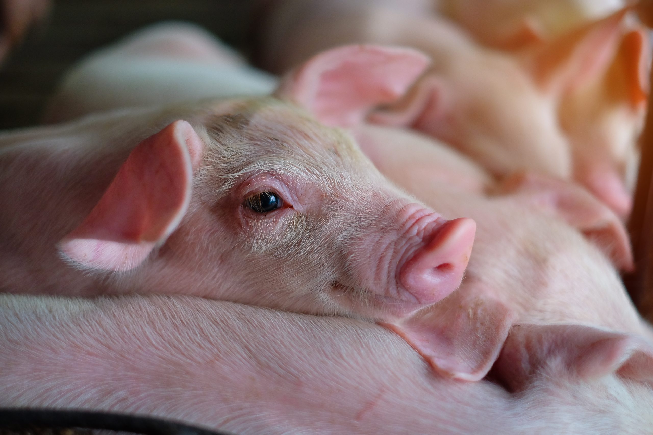 Global pork prices remain weak due to stagnant demand – report