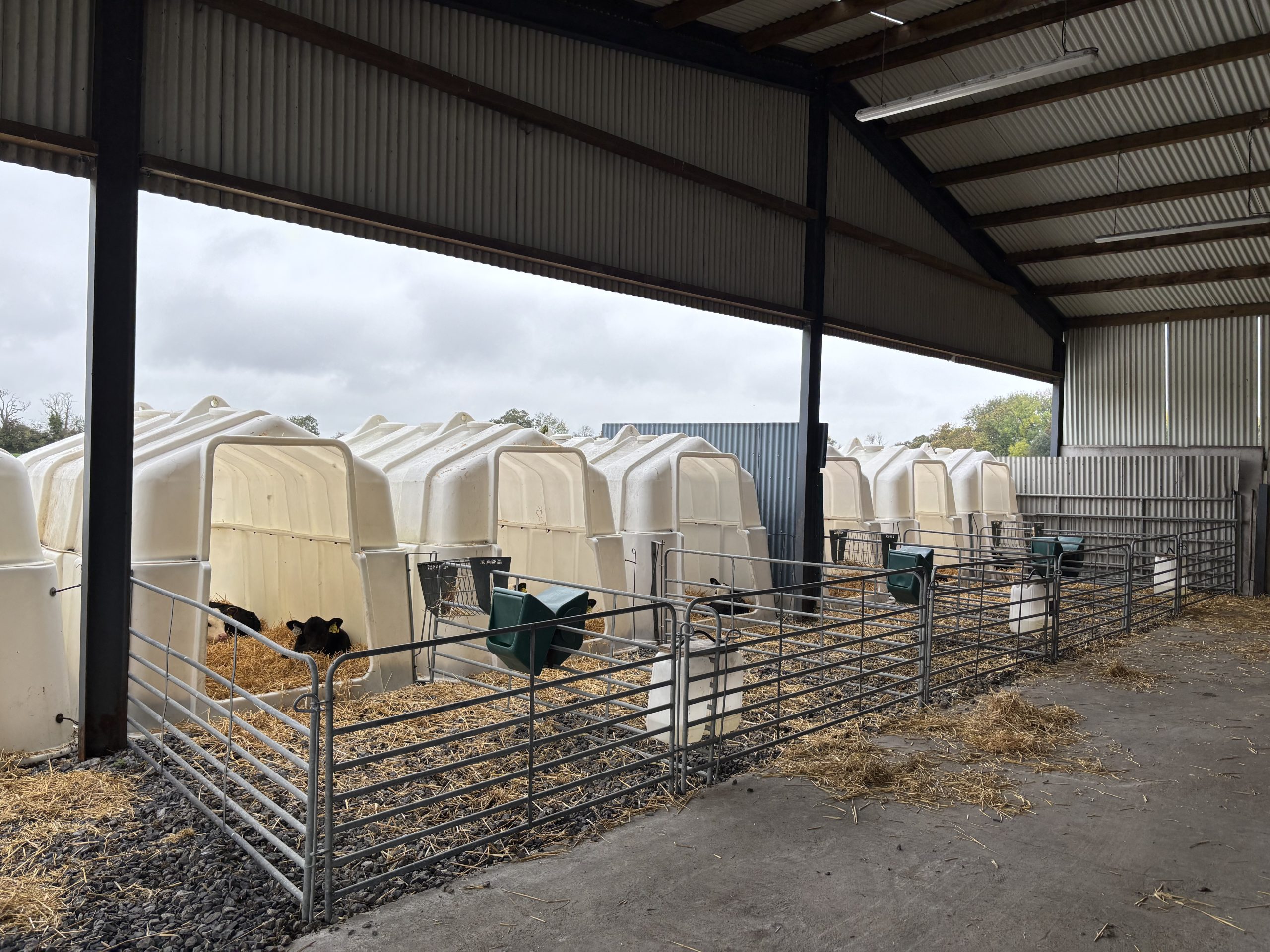 Watch: Rearing autumn and spring-born calves in group hutches