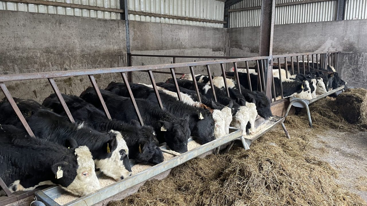 ICMSA: Farmers 'frustrated' with Dairy Beef Weighing Scheme