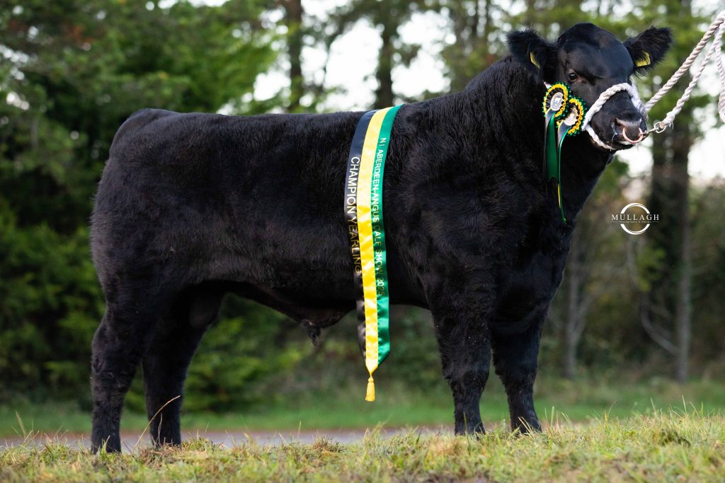 Aberdeen Angus Annual Calf Show 2025 -  Drumhill Quick Buck A325