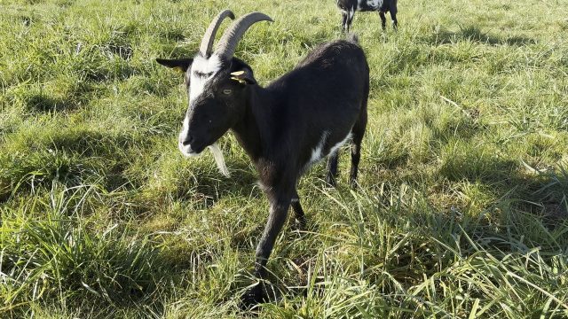 Building a goat farm with no farming background