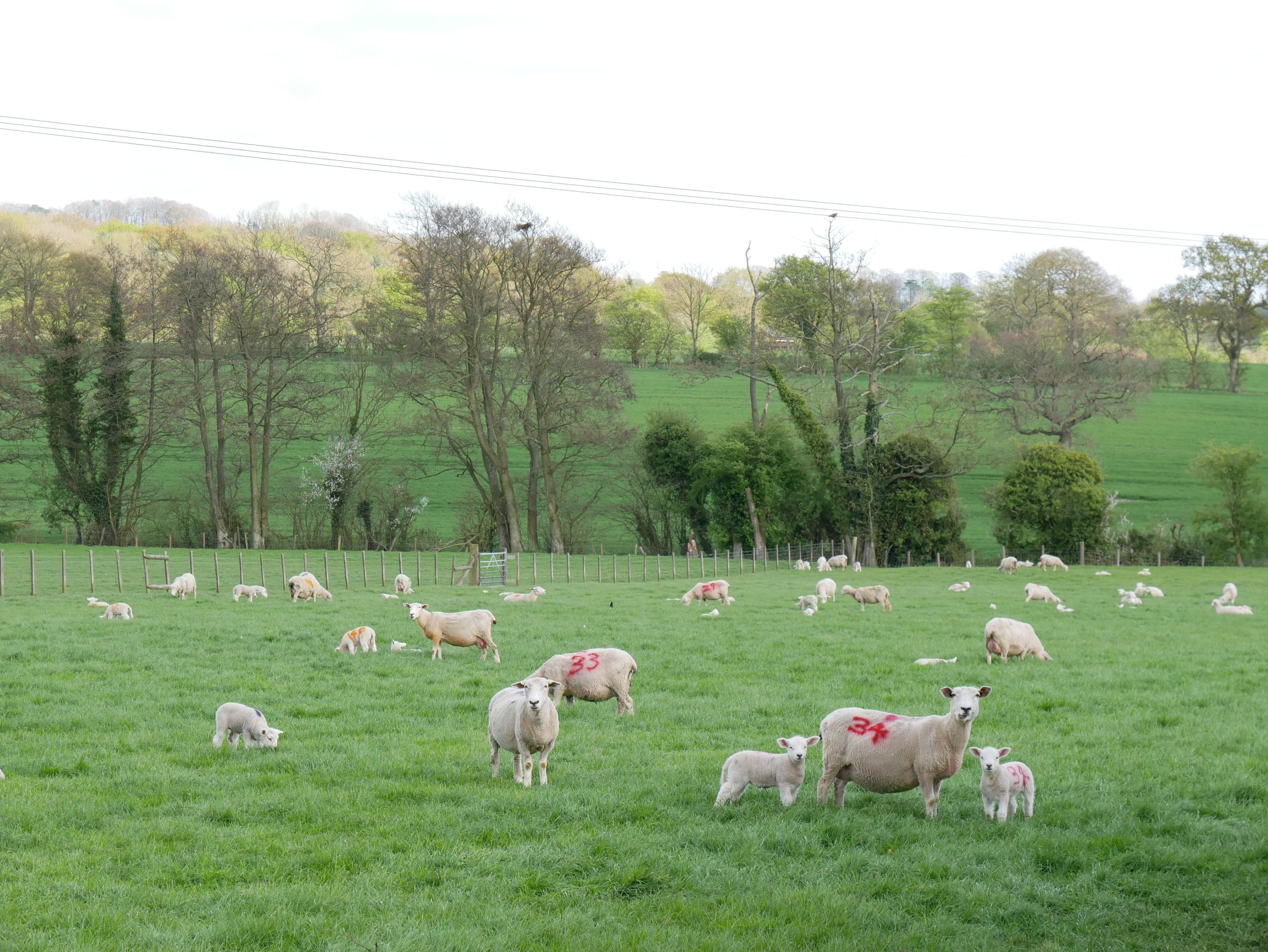 Beat the Parasites Series: Requirements of new prescription rules for wormers