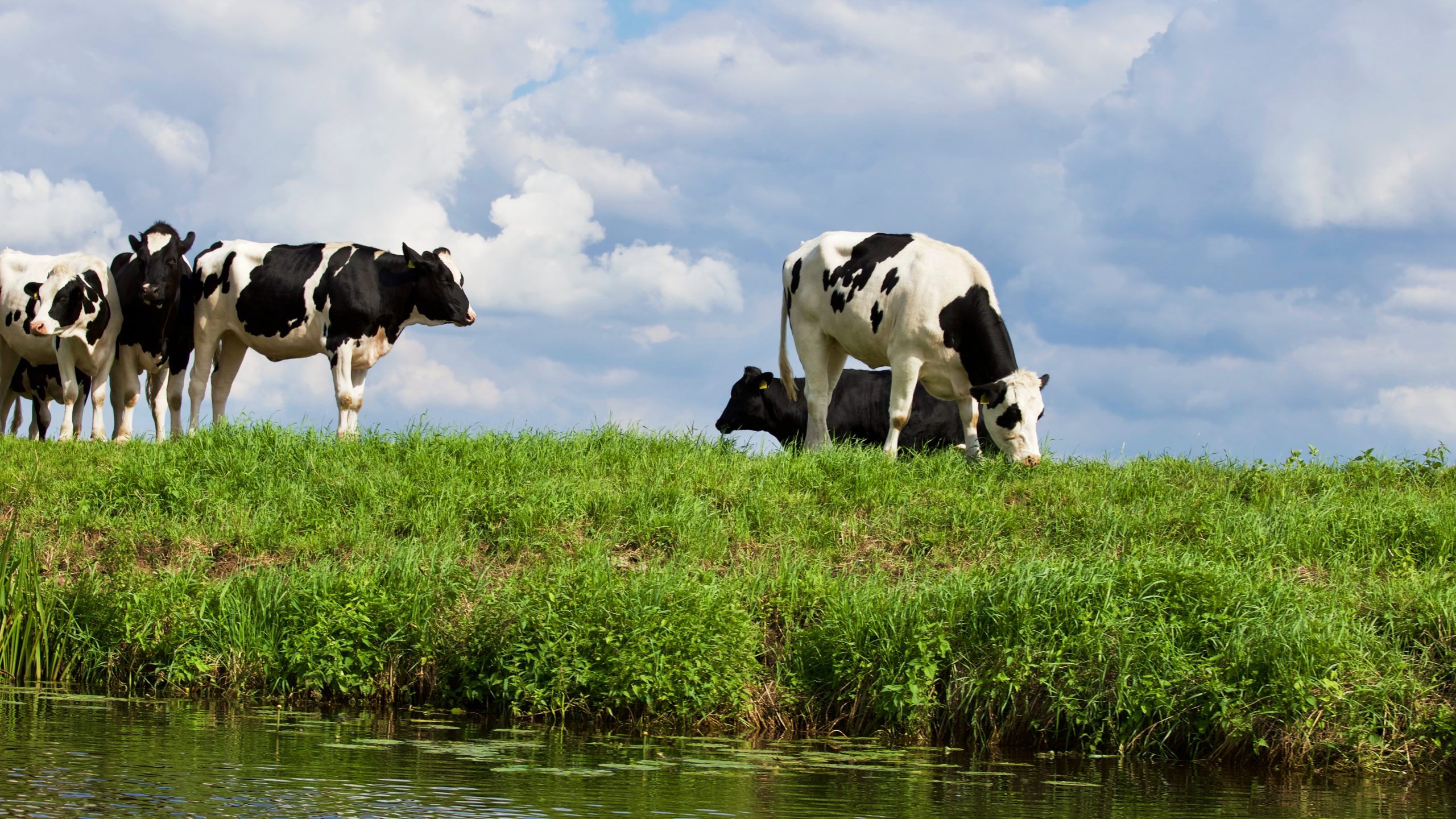 Beat the Parasites Series: Liver fluke in cattle: Breaking the cycle
