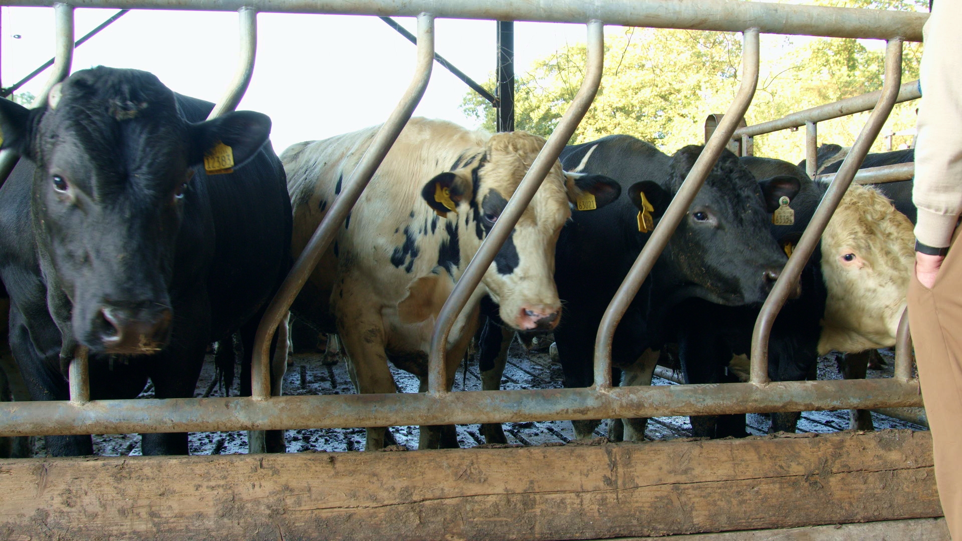 Minister informs marts of bTB restricted herd sale rule changes