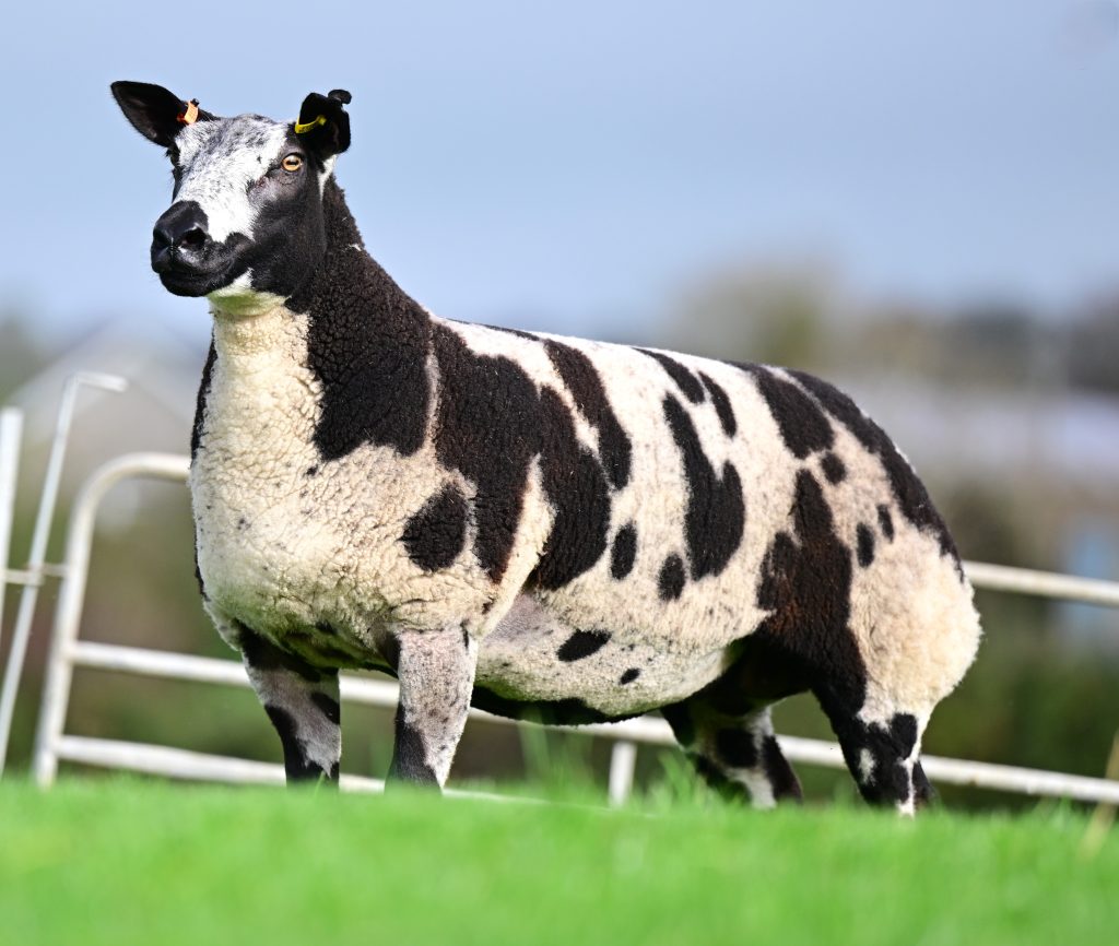 Derg Homegirl that sold for 12,000gns. Source: Alfie Shaw